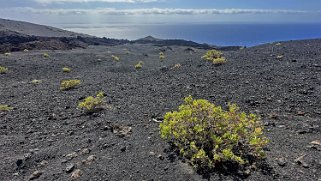 Camino Natural de La Palma - La Palma La Palma 2024